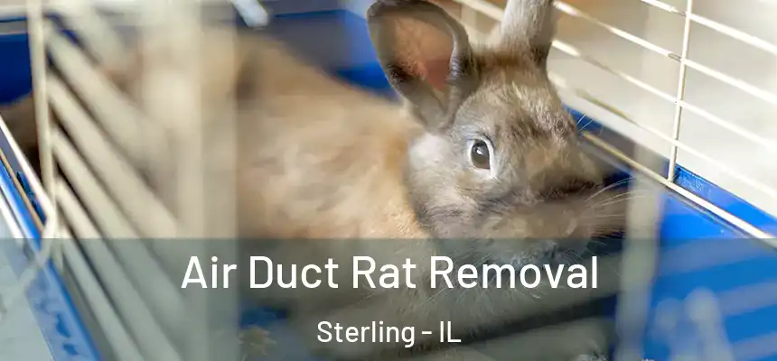  Air Duct Rat Removal Sterling - IL